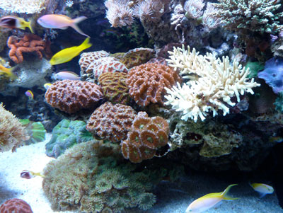 Aux Poissons Exotiques Poisson Saint Julien Les Metz Editus