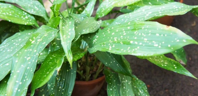 Les plantes à faire pousser dans son appartement