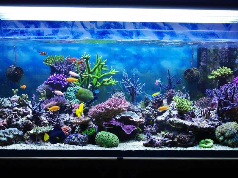 Conseils pour bien nettoyer un aquarium