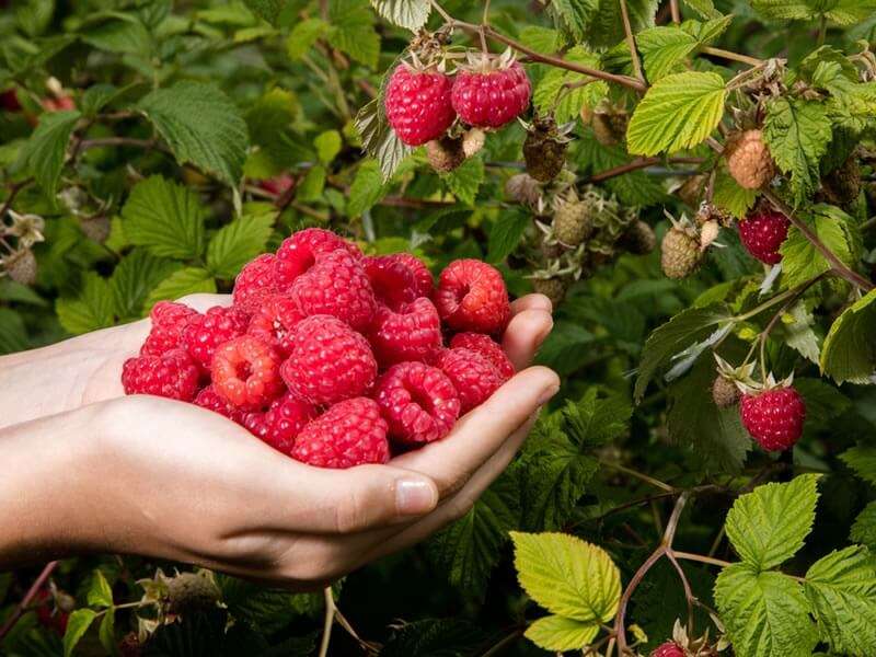 S'occuper du jardin en été