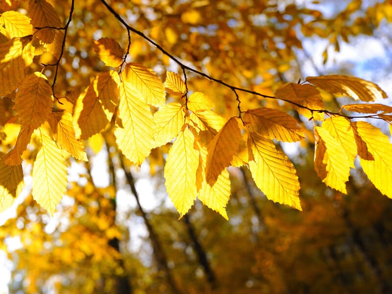 Garten im Oktober: Beratung und Arbeit sind noch zu erledigen