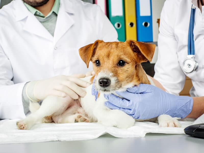 Comment avoir un chien calme chez le vétérinaire ?