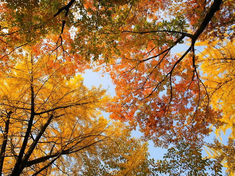 Gartenarbeit im November: Beratung und Arbeit sind noch zu tun