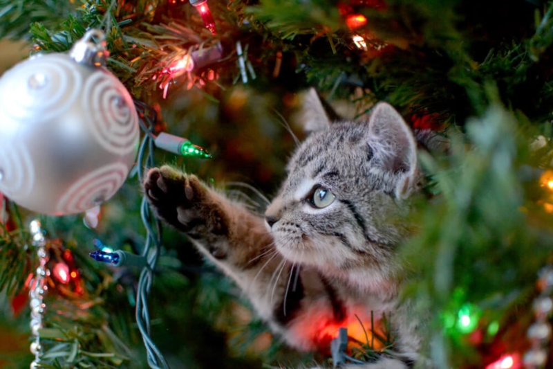 Noël : sauver votre sapin des griffes de votre animal