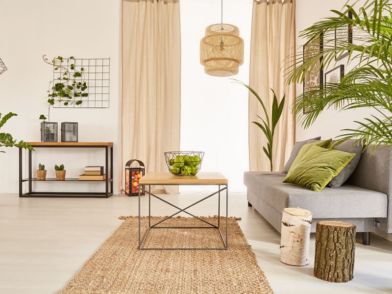 Avec quelles plantes décorer votre maison ?