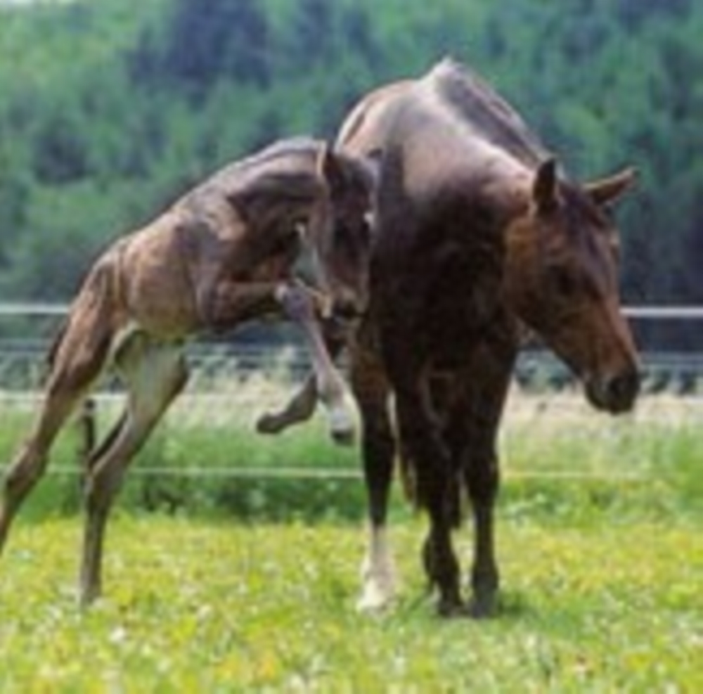 Ecurie d'élevage et de dressage