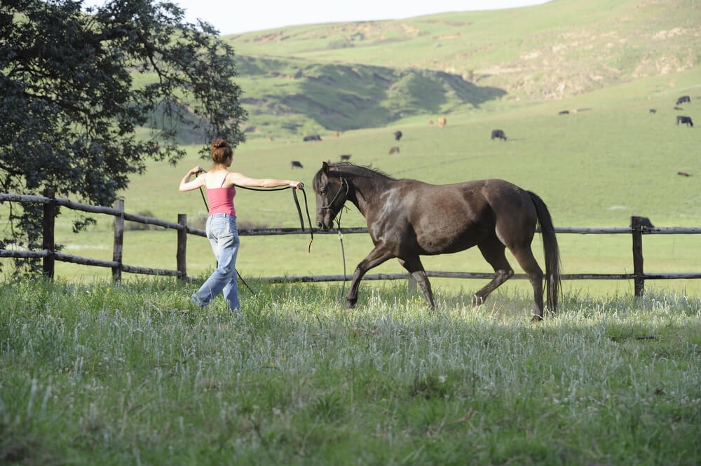 Entraîneur de chevaux 