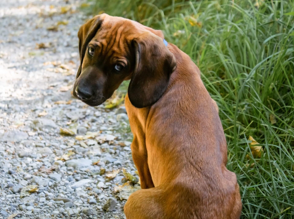 Education canine & travail