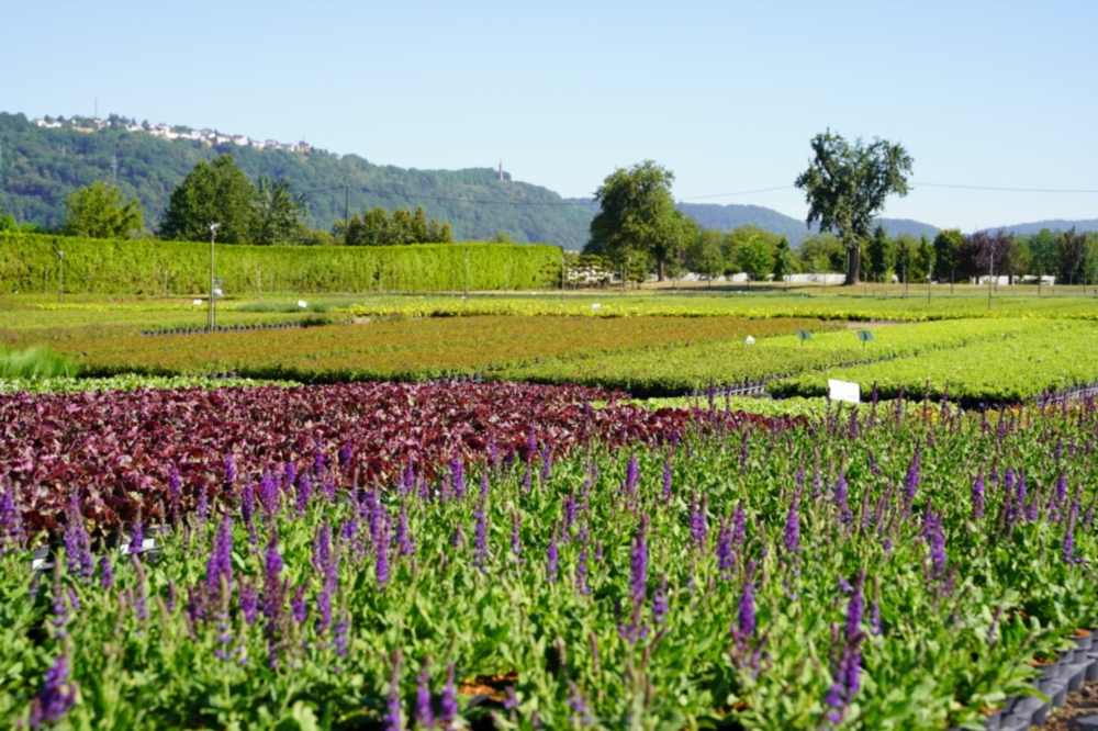 Gartenpflanzen aus regionaler Produktion