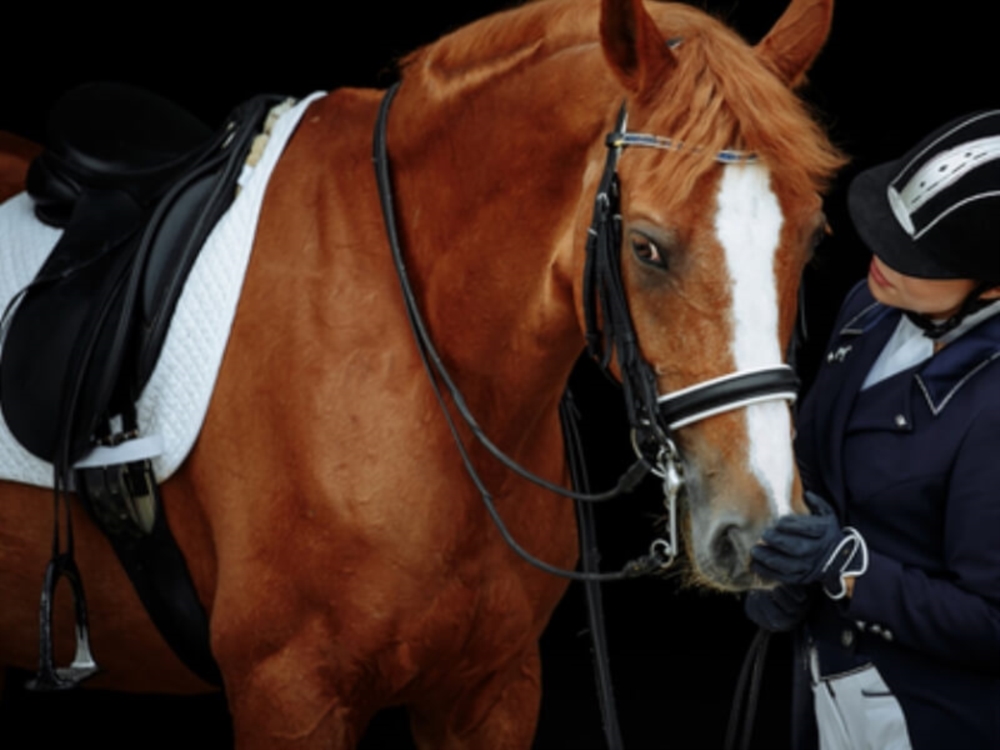 Équipement et Soins pour Chevaux