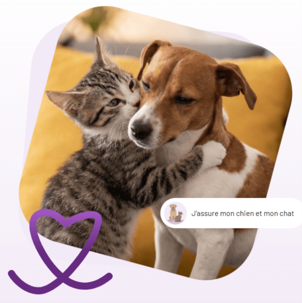 Assurance chien & chat