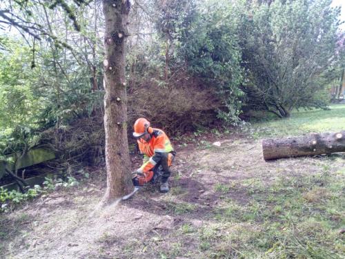 Abattage et élagage d'arbres