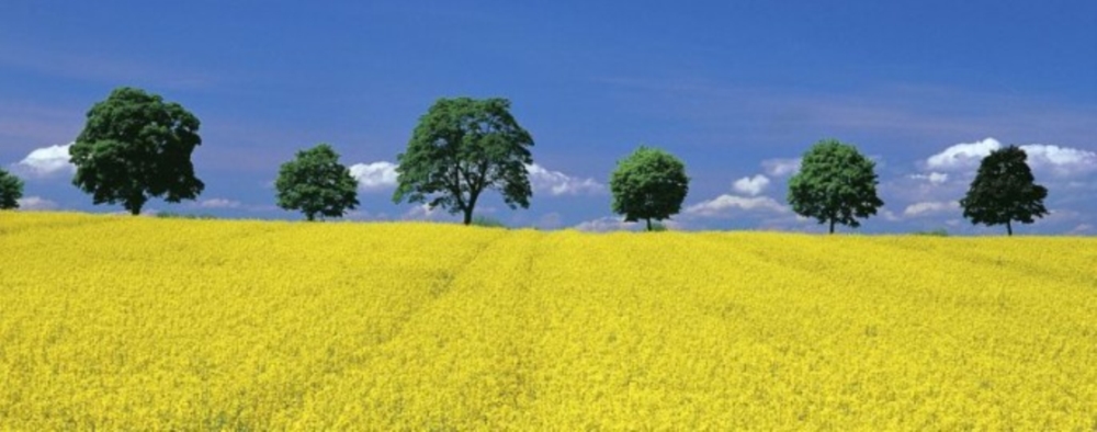 Land-Und Forstwirtschaft