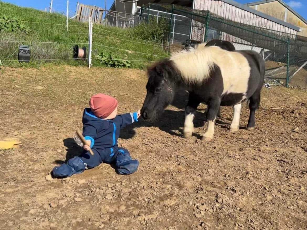 Ponymeeting at the farm