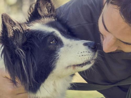 Articles pour chiens