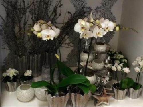 Orchidées 