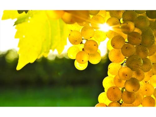 Domaine Louis Moreau Chablis