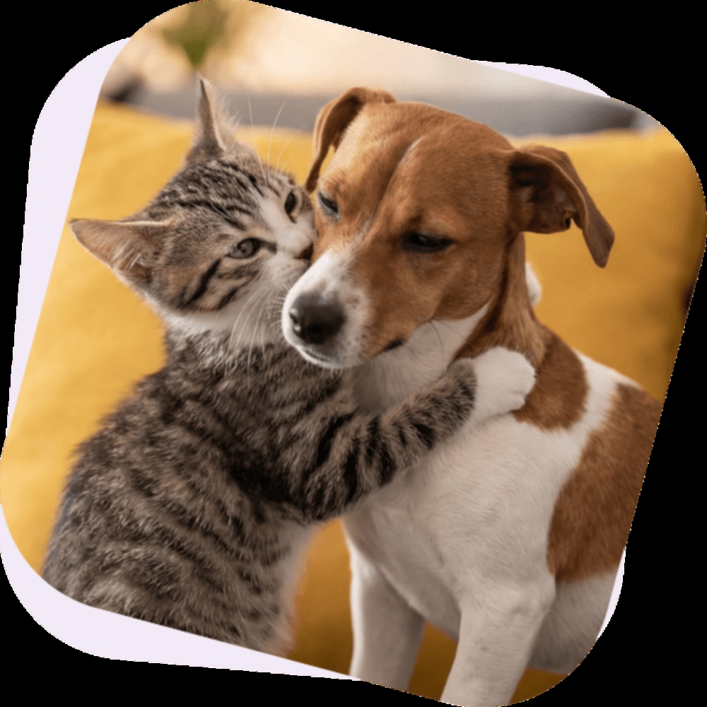 Assurance chien & chat 