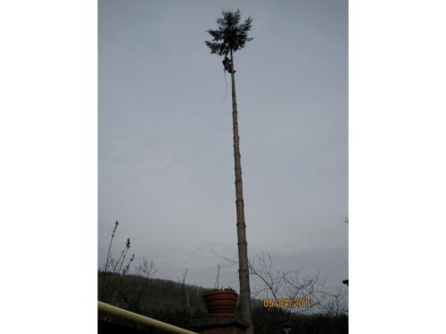 Abattage, élagage d'arbres dangereux 