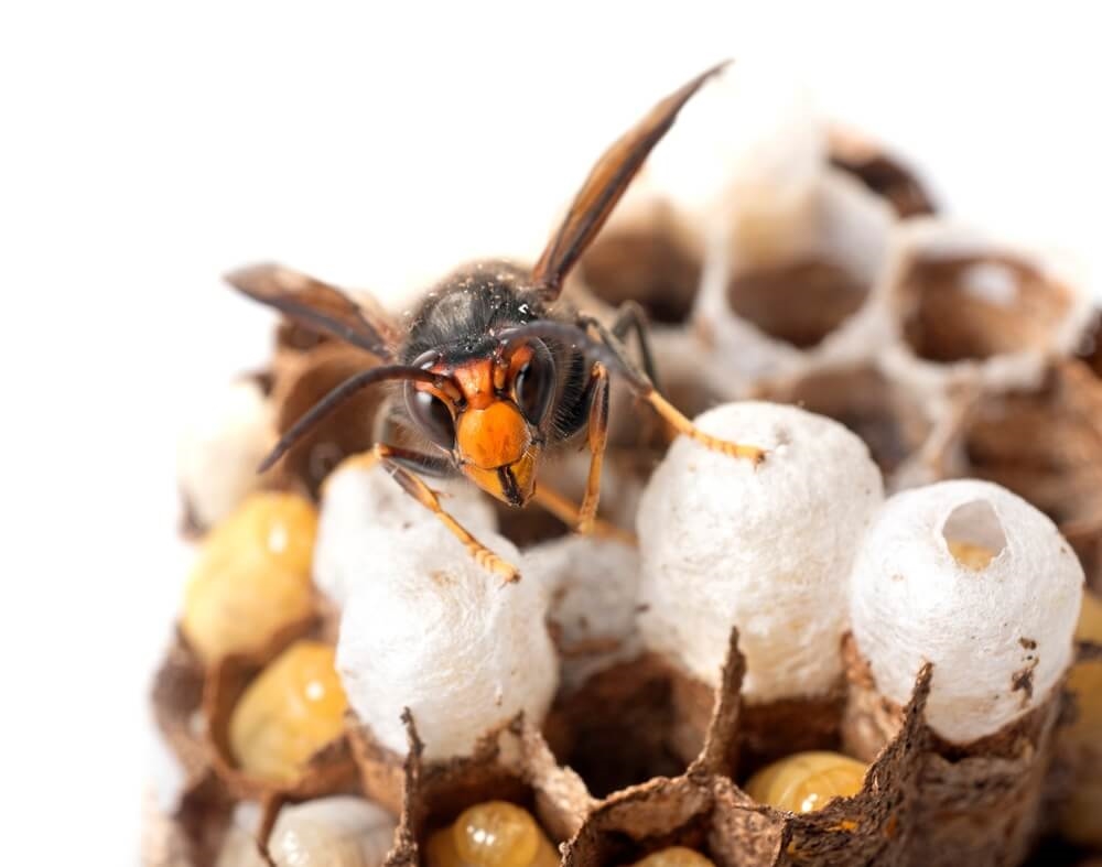 Destruction de Nids de Guêpes et Frelons Asiatiques