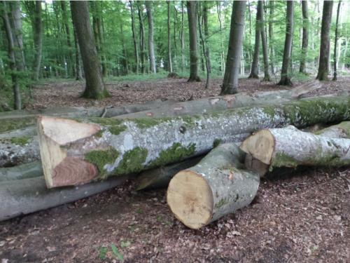 Vente de hêtres en bois long