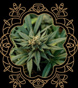 Fleurs et Résines de CBD