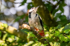 Photographe d'oiseaux 