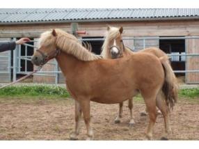 Pension pour chevaux