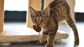 Adoption d'un chat