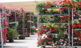 Tout sur le jardin