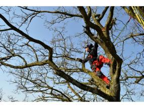 Abattage d’arbres 