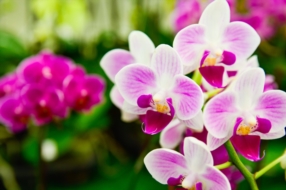 Orchidée
