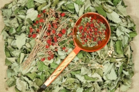Phytothérapie