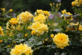 Un jardin sur mesure, à votre image