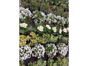 Plantes extérieures