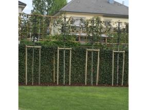 Photinia  palissé