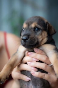 Adopter un chiot au Luxembourg : les étapes clés