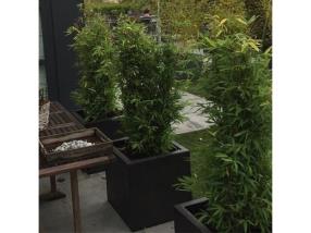 Plantes pour la terrasse