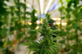 Production & Transformation du Chanvre