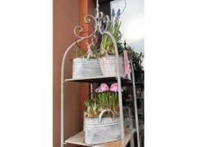 Plantes pour extérieurs