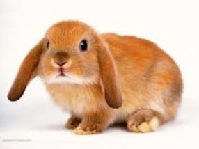 Pension pour lapin