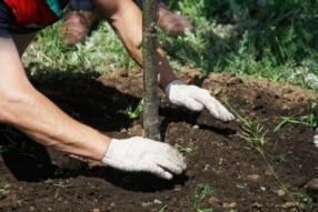 Plantation d'arbre