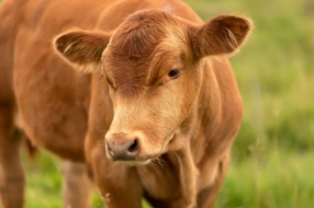 Ostéopathie et prévention : un atout pour la santé animale