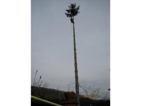 Abattage, élagage d'arbres dangereux 