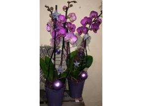 Orchidées