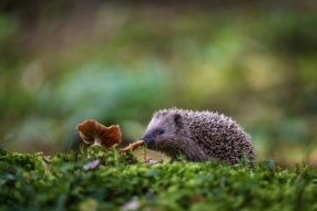 Mycothérapie
