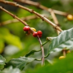 Article fromNovadelta Luxembourg Sàrl