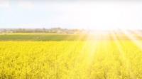 Article de L.S.G. Luxemburger Saatbaugenossenschaft  (Producteurs Luxembourgeois de Semences)